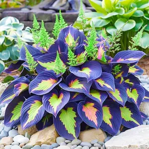800PCS Hosta Seeds Easy Grow Plant – Reliable Choice for Shade Gardens