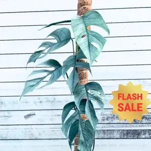 Pothos Cebu Blue 4" Indoor House Plant for Livingroom Decor Variegated Easy Care Home Decor Enthusiasts