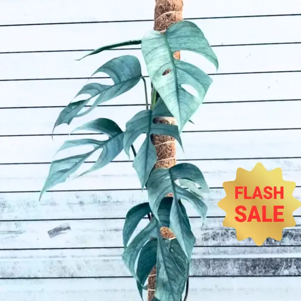 Pothos Cebu Blue 4" Indoor House Plant for Livingroom Decor Variegated Easy  Care Home Decor Enthusiasts - TikTok Shop