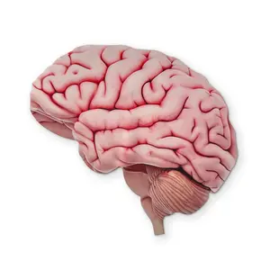 🧠 A BRAIN YOU CAN CLEAN YOUR GLASSES WITH
