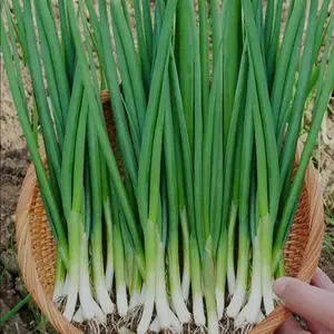 Green Onion Seeds – Easy-to-Grow Scallions for Year-Round Harvest – Non-GMO Heirloom Bunching Onions for Garden, Pots & Containers
