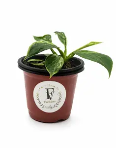 Philodendron Green Congo Marble Variegated  4in Nursery Pot