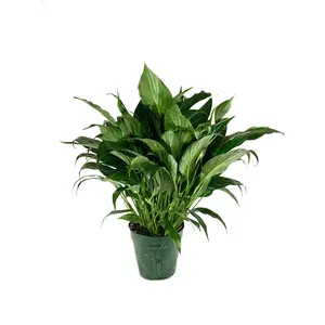 Peace Lily - Live Plant in a 6 Inch Pot - Spathiphyllum - Air Cleaning Indoor Houseplant