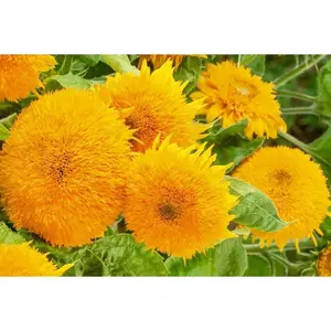 Sungold Dwarf Sunflower