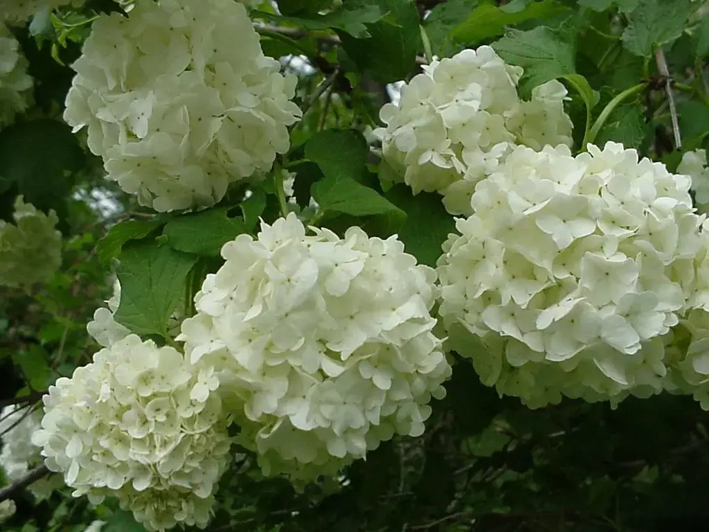Old Fashion Snowball Viburnum 4"pot Viburnum trilobum Highbush Cranberry