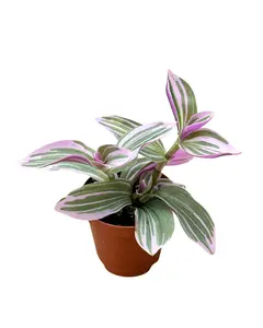 2" Tradescantia Mini Sweetness – Live Plant