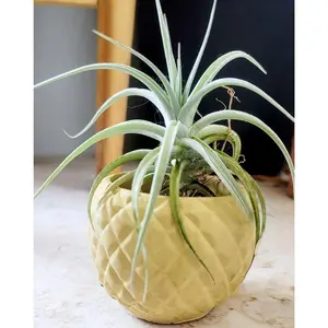 Pineapple Planter