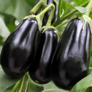 Heirloom Black Beauty Eggplant Seeds - Organic and Regenerative Gardening Seeds