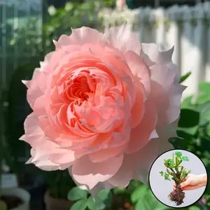 Soft pink rose bush live plant for planting, rose seedlings with bare roots, healthy roots, delicate sharp petals, double petal shape, suitable for potted plants, can also be grown in small spaces, suitable for balconies, backyards and patios