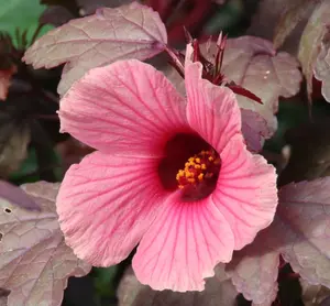 Set 2 Cranberry Hibiscus Plants Live for Planting, Hibiscus Acetosella Plants for Home Garden 4 to 6 Inch Tall