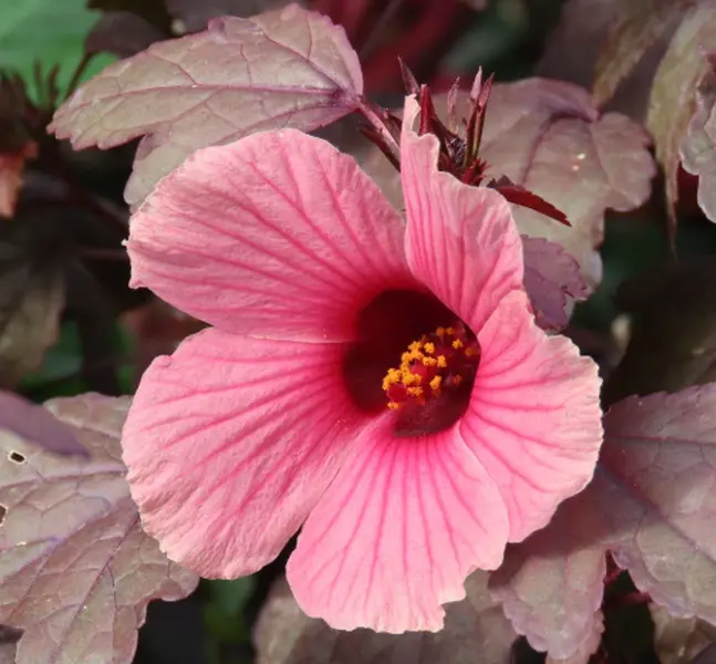 Set 2 Cranberry Hibiscus Plants Live for Planting, Hibiscus Acetosella Plants for Home Garden 4 to 6 Inch Tall