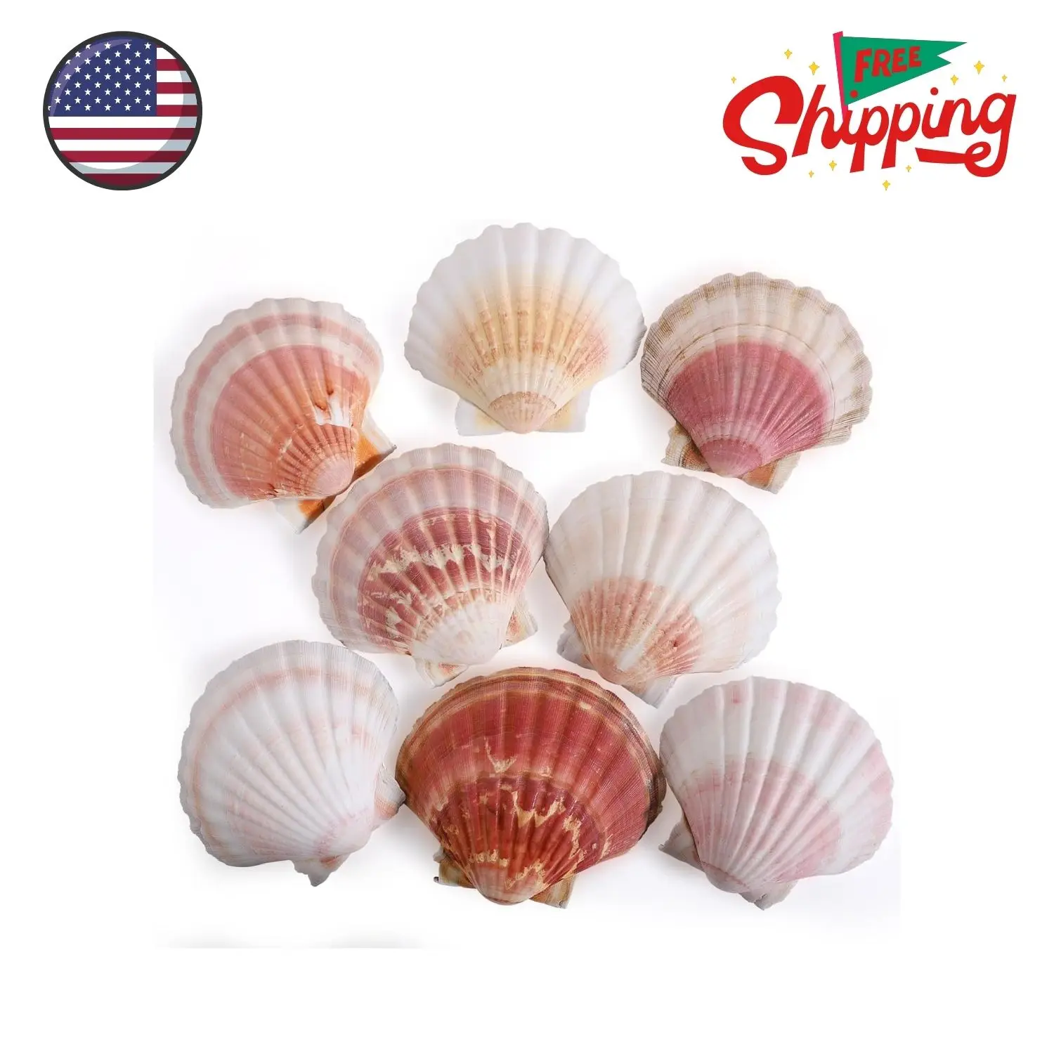 8 PCS 4-4.5 Inch Natural White Pink Scallop Shells Sea Shells