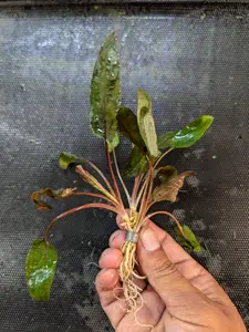 BUY 2 GET 1 FREE Cryptocoryne Wendtii 'Bronze' -Easy Live Aquarium Pond Aquatic Plant