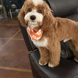 5 in 1 Professional Grooming Scissors for Dogs 4CR with Safety Round Tip, Heavy Duty Titanium Coated Straight & Thinning & Curved Shears