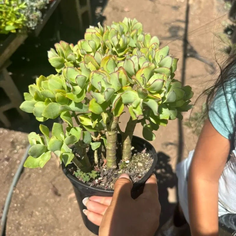 Ripple Jade 6 in pot plant succulent Crassula