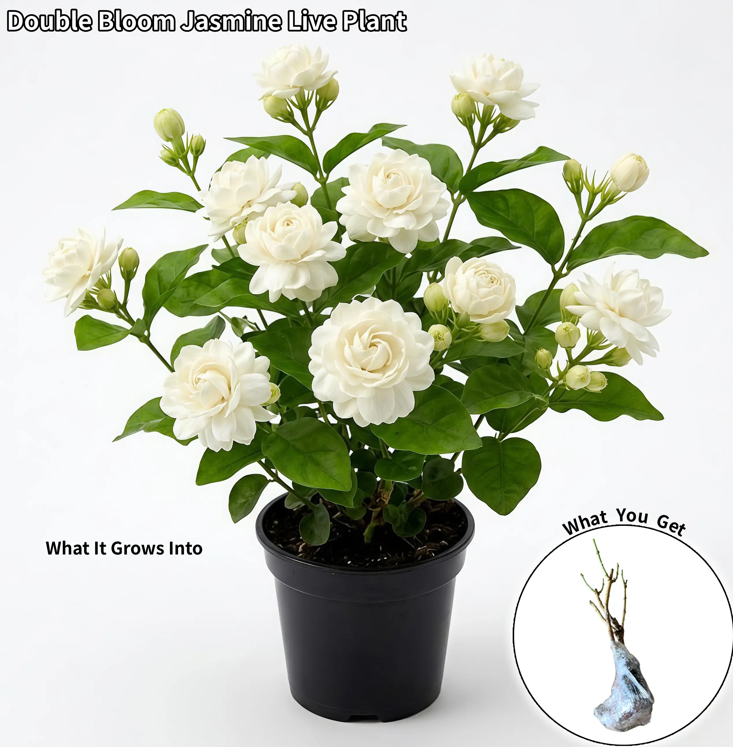 Double Bloom Arabian Sambac Jasmine Live Plant - Fragrant White Flower Plant for Home, Garden Use