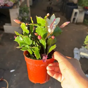 Thor Sophia Thanksgiving Cactus 4 inch pot Succulent Plant