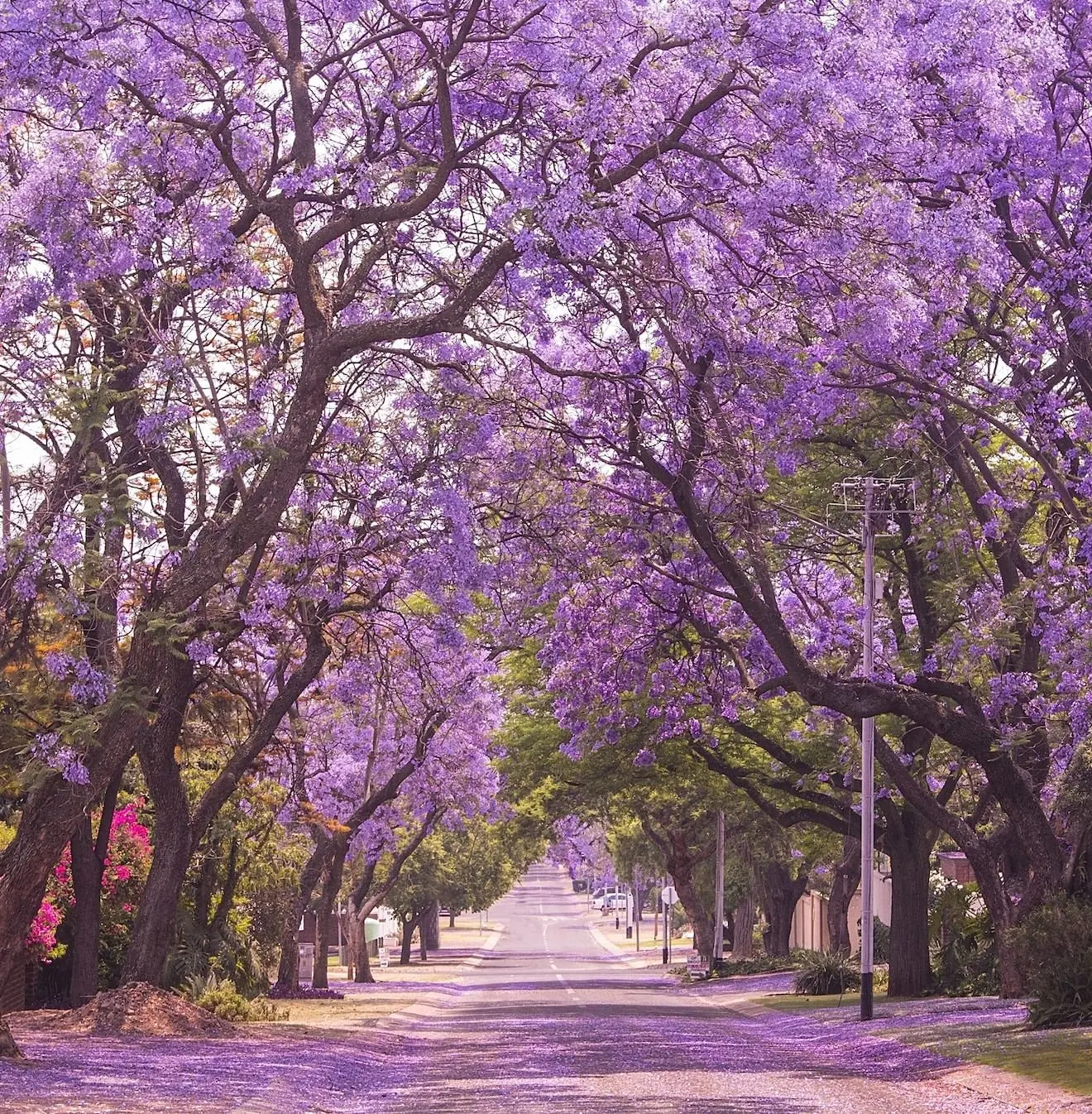 TomorrowSeeds - Jacaranda Purple Tree Seeds -  Jacaranda Mimosifolia Black Poui Blue Lavender Flowers Tropical Plant Tree Seed For 2024 Season
