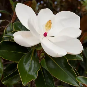 Magnolia Grandiflora Plant Southern Magnolia Tree White Magnolia Plant 6-12 Inch Tall Qt Pot