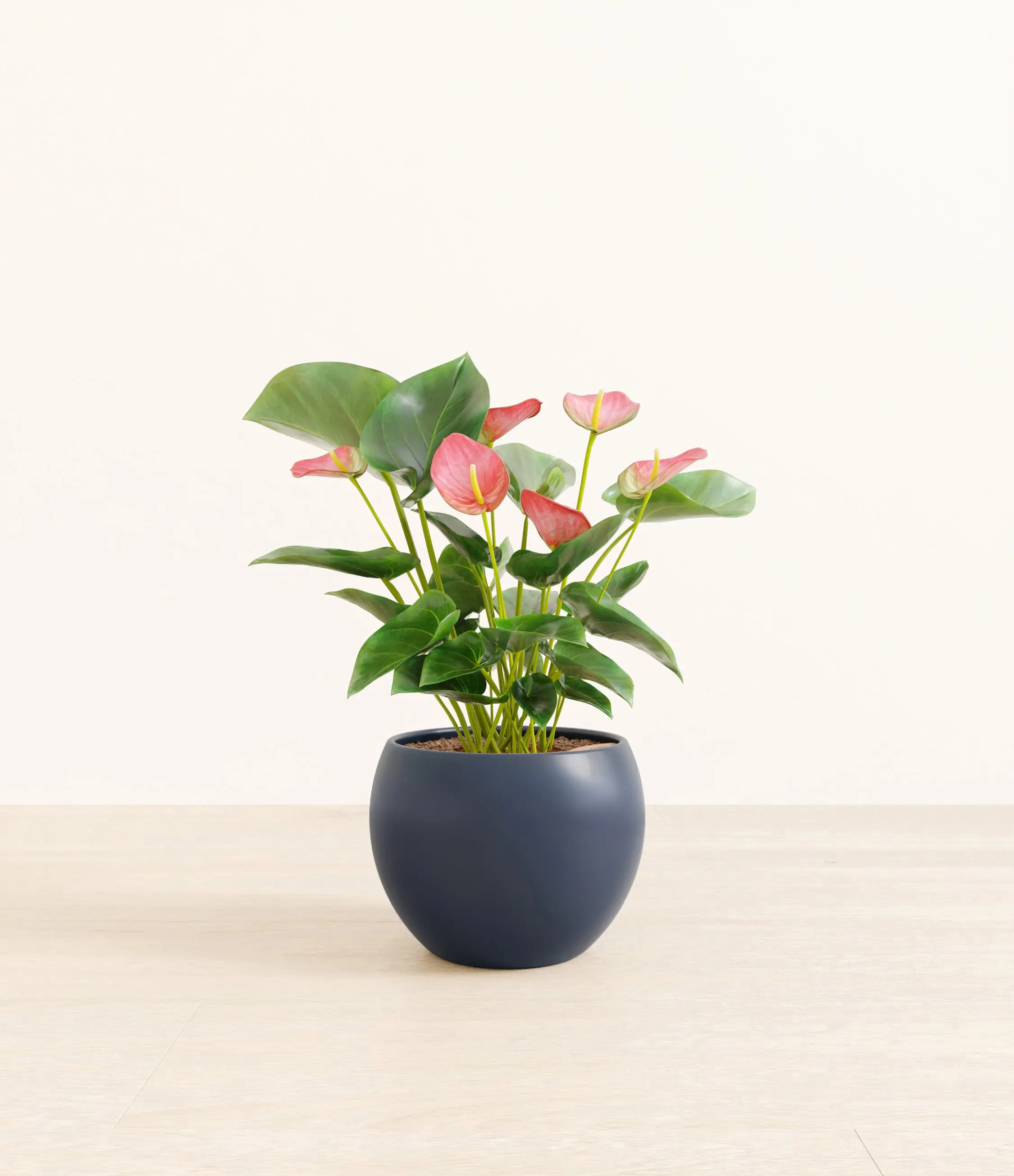 Anthurium Pink