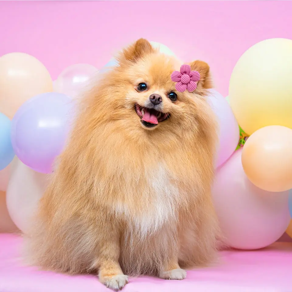 Pet Headdress Flower Spring Solid Color Dog  Cat Accessories