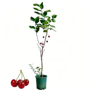 Cherry seedlings, self-pollinating dwarf fruit trees | Fast growth, high yield, sweet fruit juice, suitable for planting in gardens, balconies or pots; produce sweet cherries | Ideal for novice gardeners