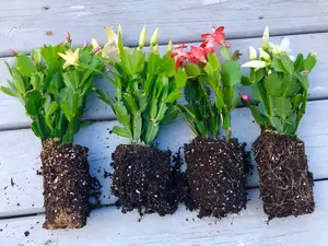 Christmas cactus /Thanksgiving cactus live plant, blooming now .
