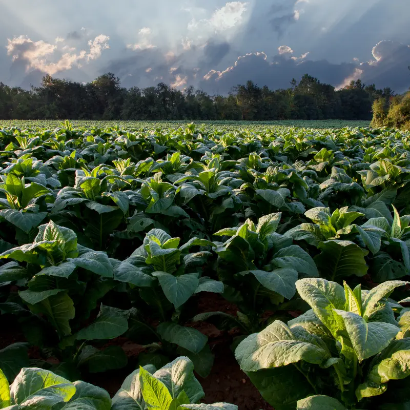 criollo tobacco seeds Criollo Tobacco Seeds Ancient Cuban variety used in premium cigars. Strong,  complex, and full-bodied—ideal for wrapper or filler