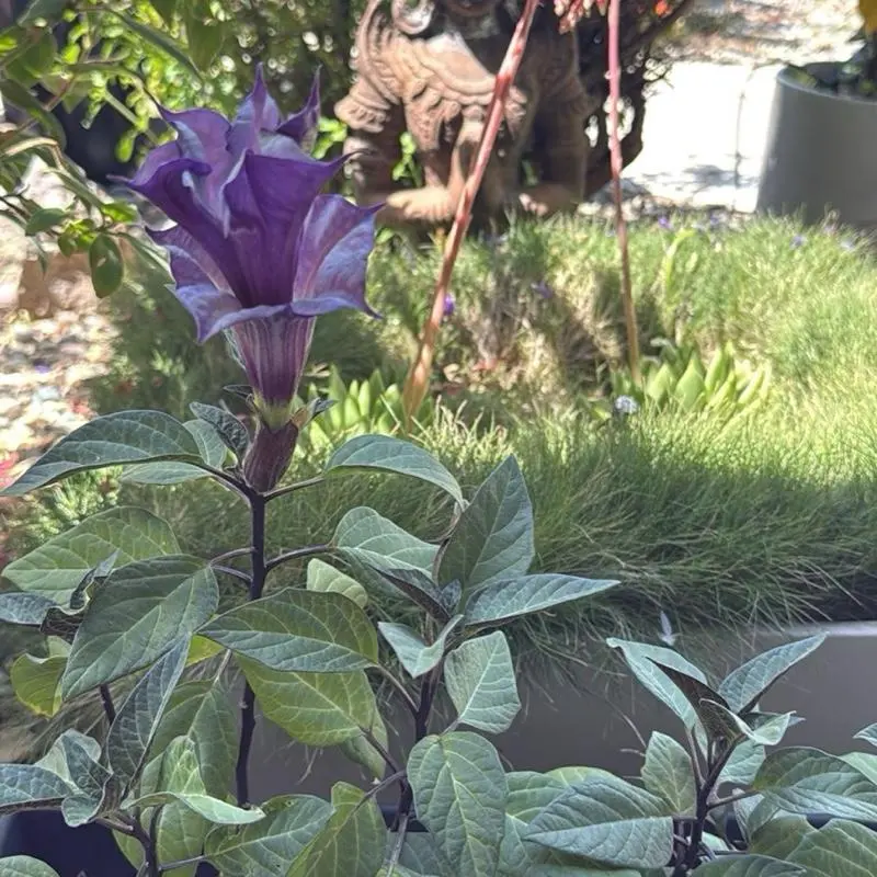 Datura Double Purple Devil's Trumpet Seeds - Limited Stock, Super