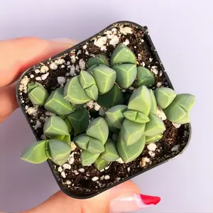 2” Corpuscularia Lehmannii Ice Plant Succulent