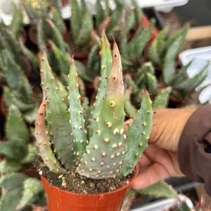 Aloe Marlothii 3.25 inch  pot Succulent Plant