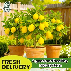 Lemon Tree Potted - 10-12 inches tall | Indoor and outdoor dwarf fruit trees | Self-pollination | Fast growing, sweet and delicious fruit | Potted Garden Decoration | Preferred by gardening enthusiasts, home kitchen easy-to-raise gifts