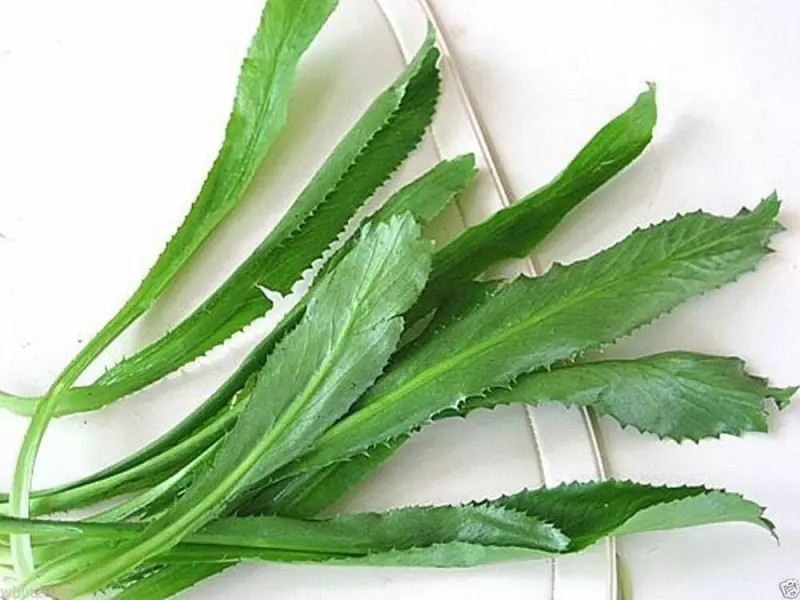 Heirloom Culantro Sawtooth Herb Recao Ngo Gai Plant Herbs Seeds (3000 Count) - Native Pollinator-Friendly Garden Supplies for Indoor Gardening & Garden Projects
