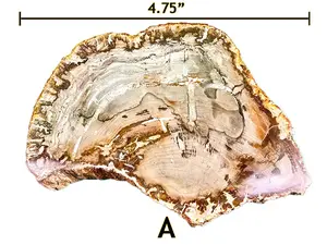 Polished Petrified Wood Slabs from Madagascar – Natural Fossil Crystal Decor