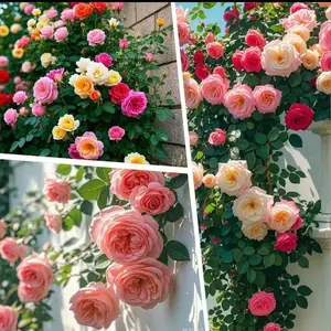 Climbing Rose Seeds – Colorful, Fragrant Butterfly Roses for Vines, Bushes & Garden Trellises Decorative