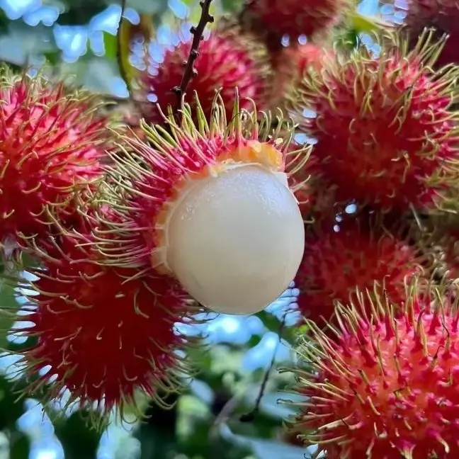 Rambutan Flower & Plant Seeds - Home Garden Supplies, Fast-Grower, Easy to Grow, Low-Care, Beginner-Friendly, Versatile for Indoor or Outdoor Planting, Spring-Ready for Early Sowing
