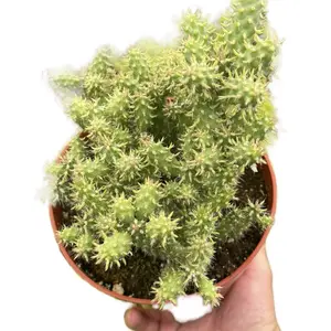 6” Austrocylindropuntia Cylindrica Cactus Outdoor Sculpture