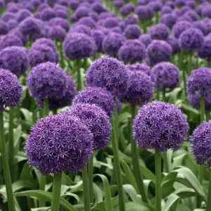 Allium Giganteum Flower Seeds, Allium Seeds, Pack of 100 Flower Seeds for Planting