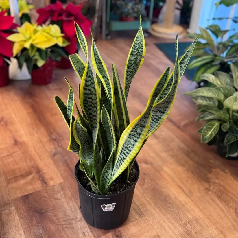 Hahnii Snake Plant (Sansevieria Trifasciata Hahnii) - Dwarf Compact Indoor Air-Purifying Succulent, Low-Maintenance Houseplant for Home Office Decor