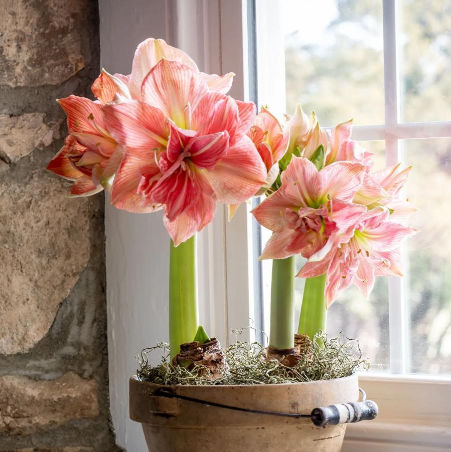 Hippeastrum Seeds – Stunning Amaryllis Flowers, Beginner-Friendly & Non-GMO, Easy to Grow for Garden, Pots, Indoor & Outdoor, Large Blooming Ornamental Flower, Perfect Gift for Garden Lovers Hippeastrum Seeds – Stunning Amaryllis Flowers, Beginner-Friendly & Non-GMO, Easy to Grow for Garden, Pots, Indoor & Outdoor, Large Blooming Ornamental Flower, Perfect Gift for Garden Lovers