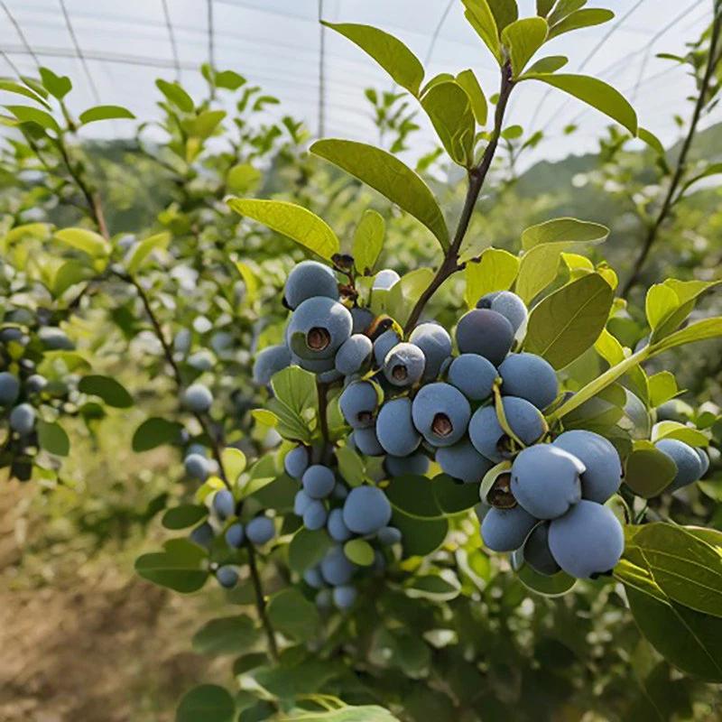 Blueberry Bare Root Plant - Strong Roots, Healthy Plant, Easy to Grow, Ideal for Home Gardening