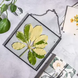 NCYP Double Glass Floating Frame 8" x 8" for Pressed Dried Flowers, Photo, Picture, Gold/ Rose Gold/ Black Color