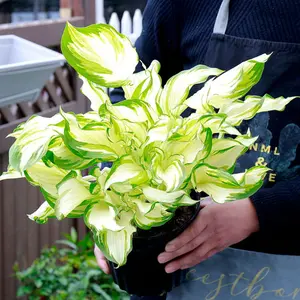 gift:100 Seeds Hosta Fragrant Lily,August Lily Drought Tolerant Low-Maintenance Fragrant Grows in Garden and pots