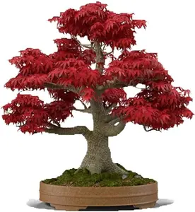 Japanese Red Maple Bonsai Tree Seeds | 20+ Seeds | Highly Prized for Bonsai, Japanese Maple Tree Seeds