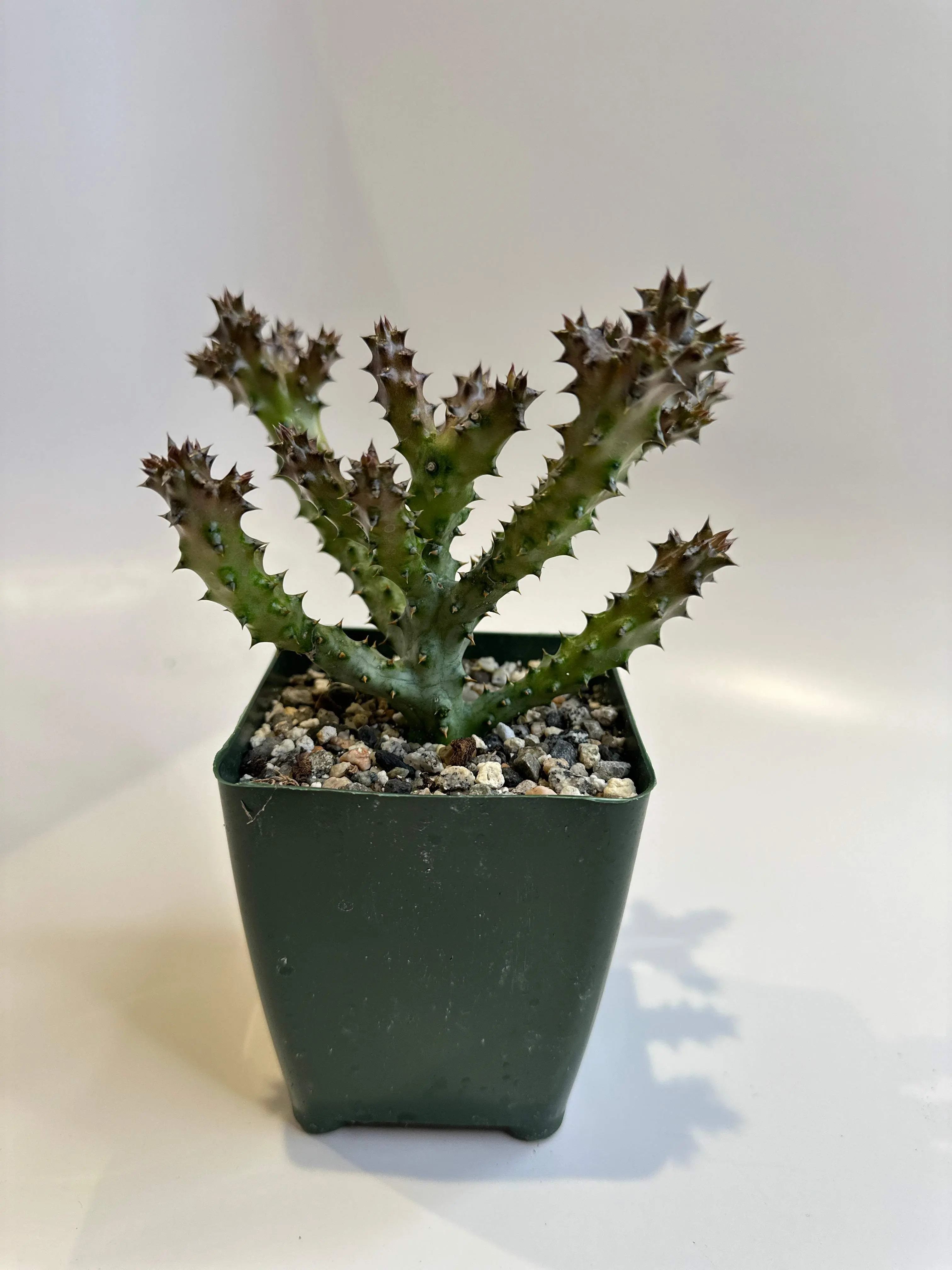 Edithcolea Grandis ~ Persian Carpet Plant