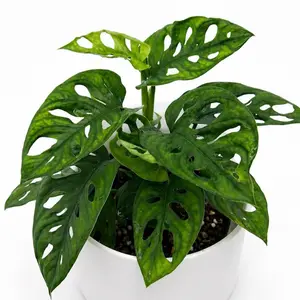 Monstera Swiss Cheese 6" Monstera Adansonii House Plant for Indoor Decoration and Air-Purification
