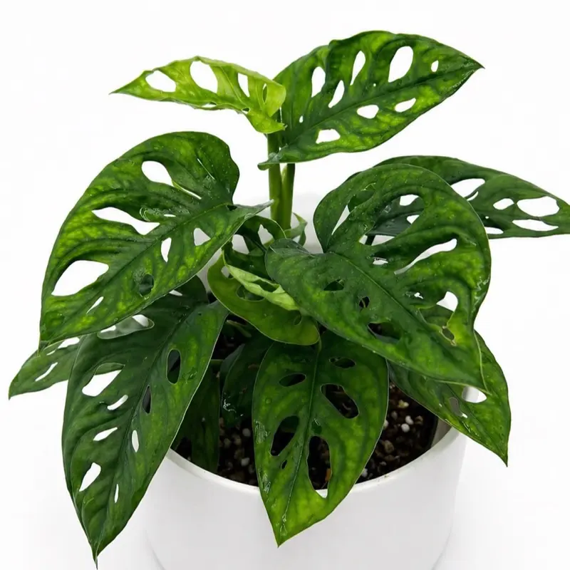 monstera ginny plant care - TikTok Shop