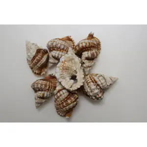 10-DISTORSIO SEASHELLS,Textured,Upscale Coastal Seashell Display,Collectible,Beach Art,SS-30