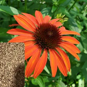 Green River 50 Orange Tangerine Coneflower Seeds - Flower Seed Pack, Rare Perennial Echinacea Mix for Pollinator Garden, Fast-Growing Outdoor Seeds, Clearance Flower Seeds
