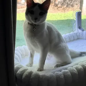 Folding Cat Hammock for Window - Cordless, Machine Washable Bed, Robust Metal Frame, Strong Suction Cups，Cat Window Perch for Cats and Small Dogs